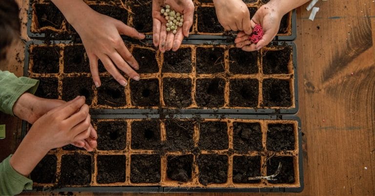 kids planting seeds at the table