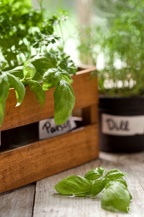 indoor herb garden box
