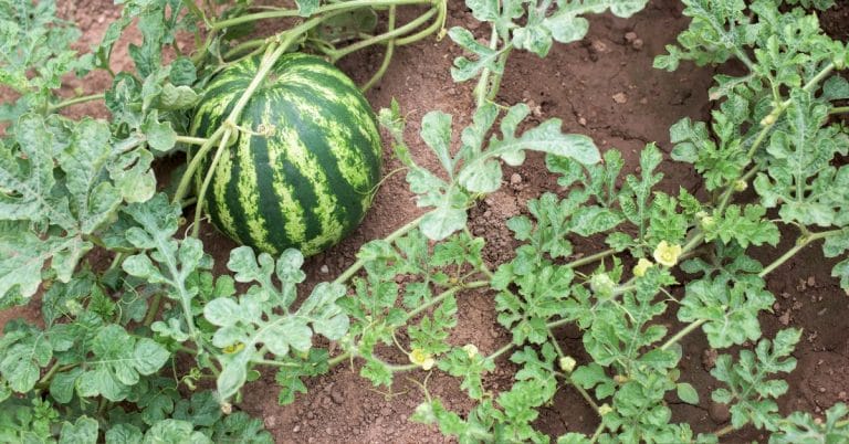 watermelon growing on a vine on the ground