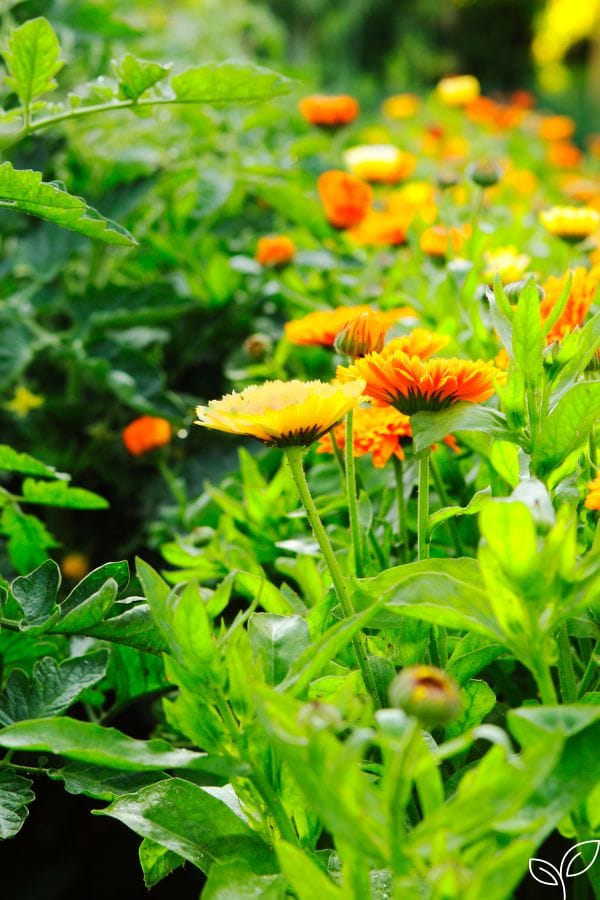 flowers in the vegetable garden for companion planting