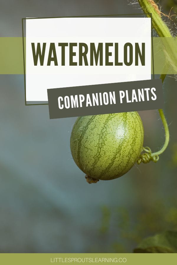 watermelon companion plants