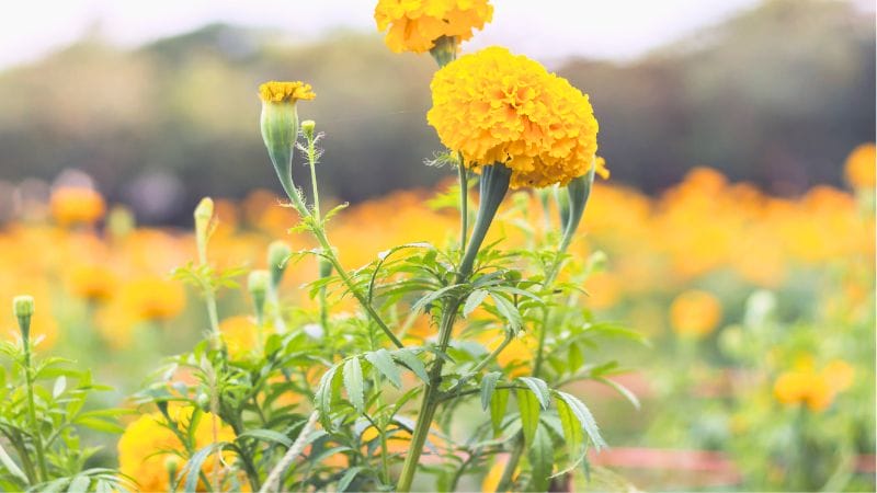 yellow marigolds growing in the garden