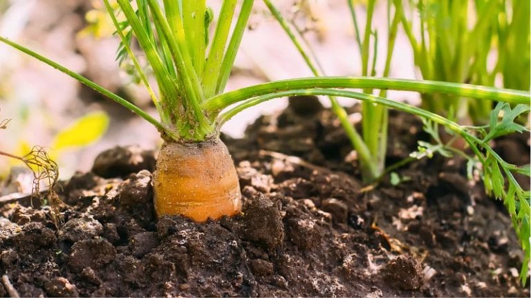 carrots growing in the winter garden