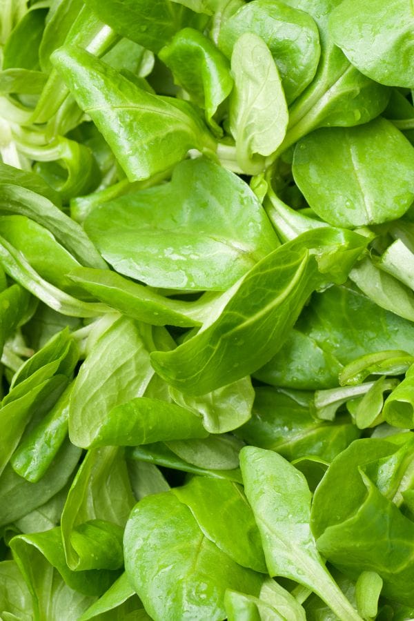 mache winter lettuce in a pile