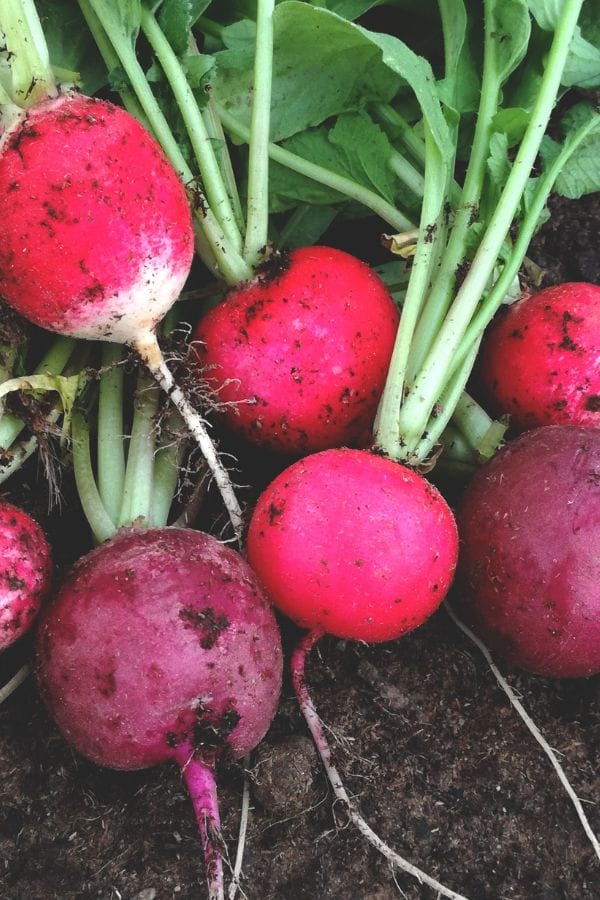 radishes freshly harvested from the garden