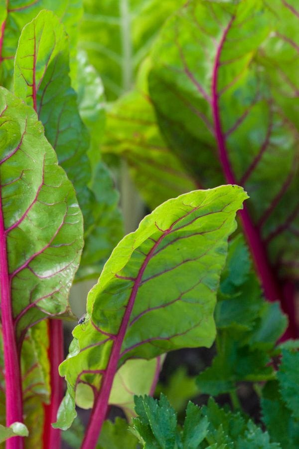 swiss chard growing in the winter garden