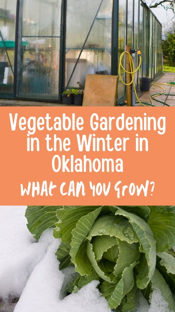 vegetable gardening in the winter in Oklahoma. What can you grow?