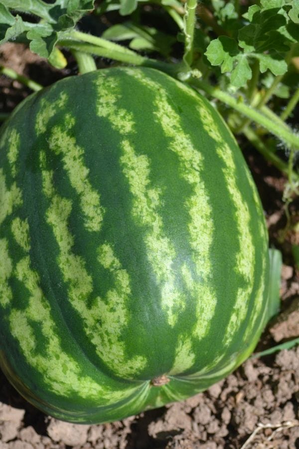 a watermelon growing on the vine