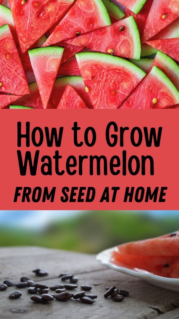 how to grow watermelon from seed at home