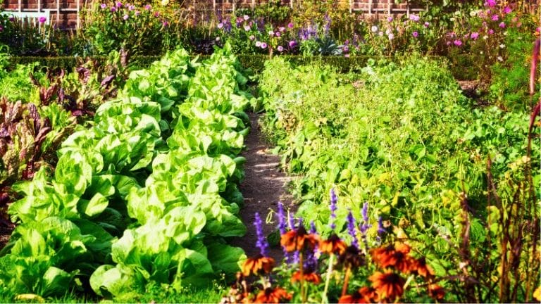 a flourishing vegetable garden