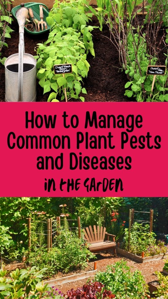 How to manage common plant pests and diseases in the garden