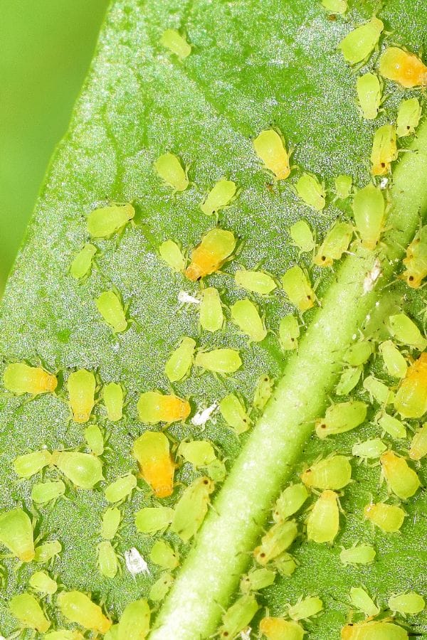 a ton of aphids on a leaf in the vegetable garden