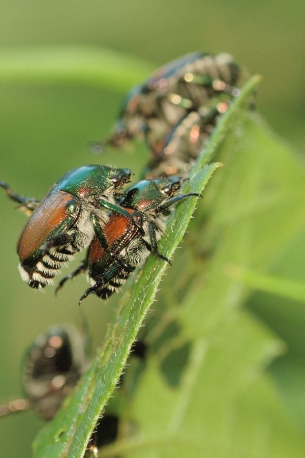 a plague of japanese beetles in the vegetable garden