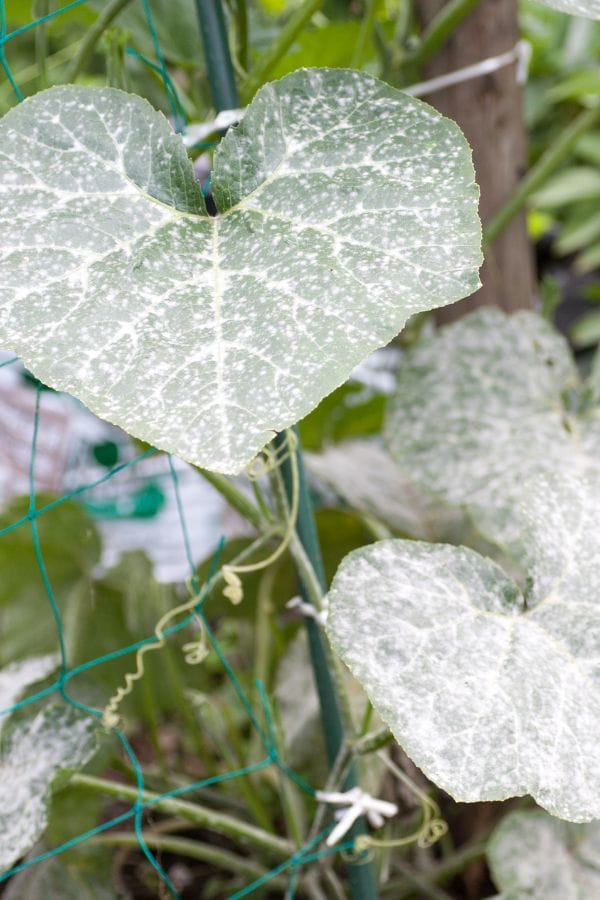 powdery mildew fungus on a cucumber leaf in the garden