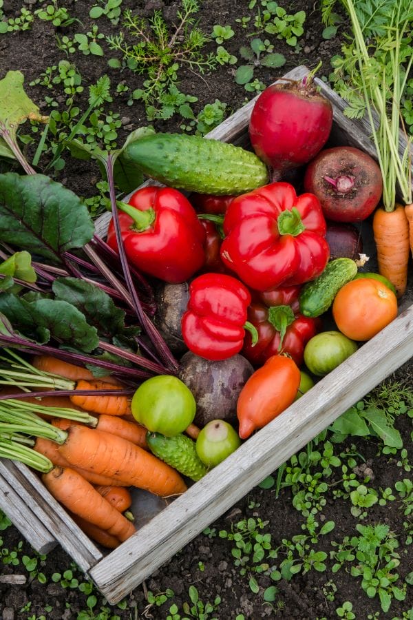 a vegetable trug full of fresh garden produce
