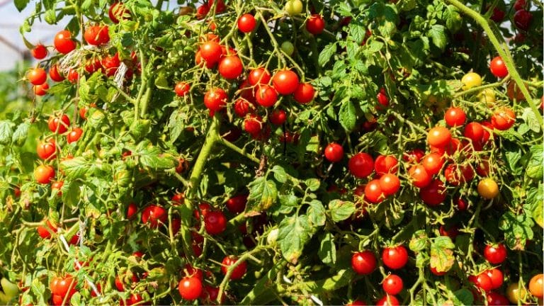 tomato plants loaded with cherry tomatoes