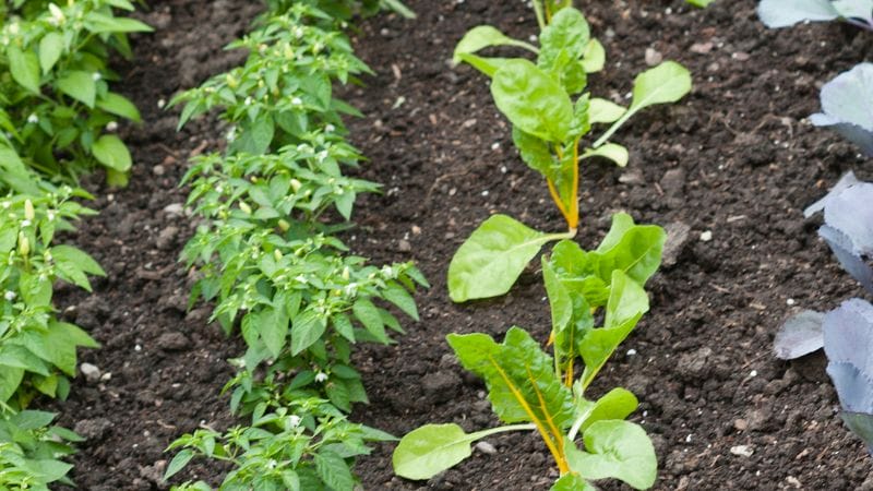 vegetables plants spaced in the garden