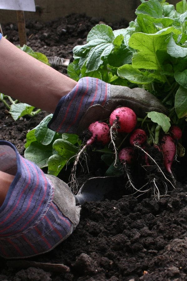 picking radishes from the vegetable garden row