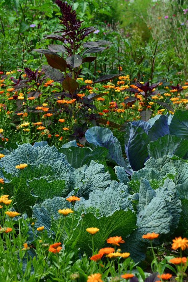 vegetable garden growing