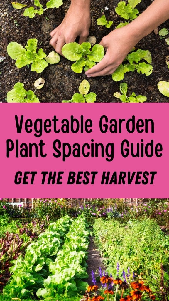 vegetable garden plant spacing guide to get the best harvest