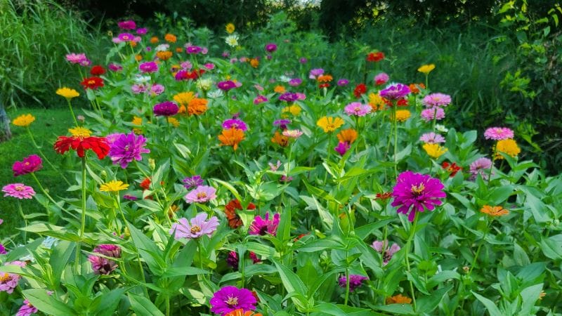 plants for pollination in the garden. A field of zinnias for pollinators