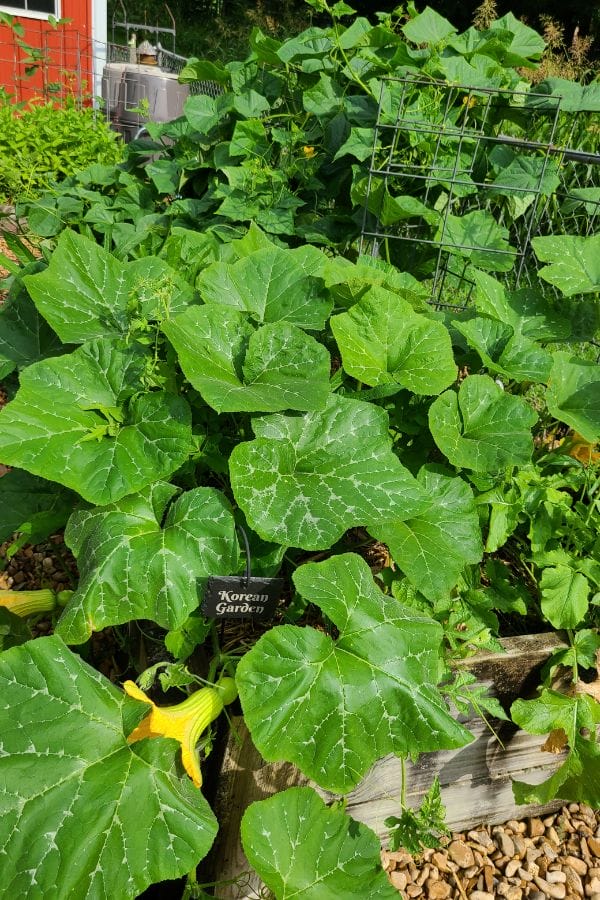 a vegetable garden growing