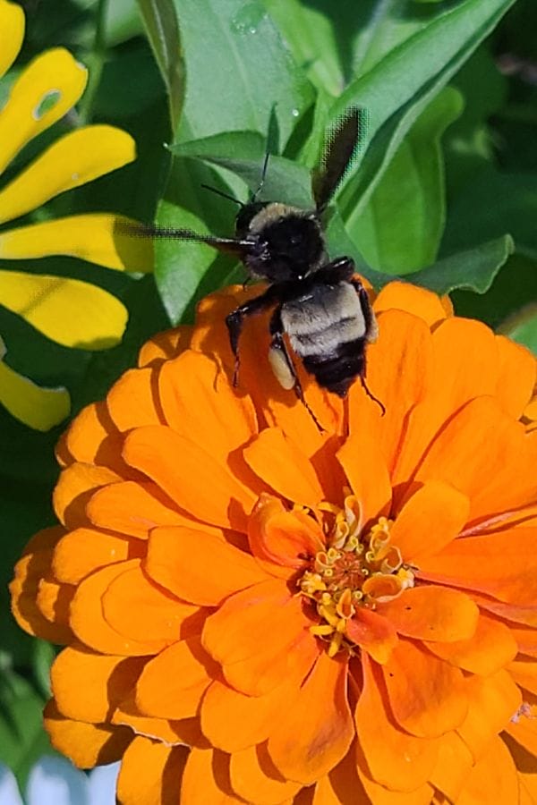 a bumble bee pollinating a zinnia in the garden