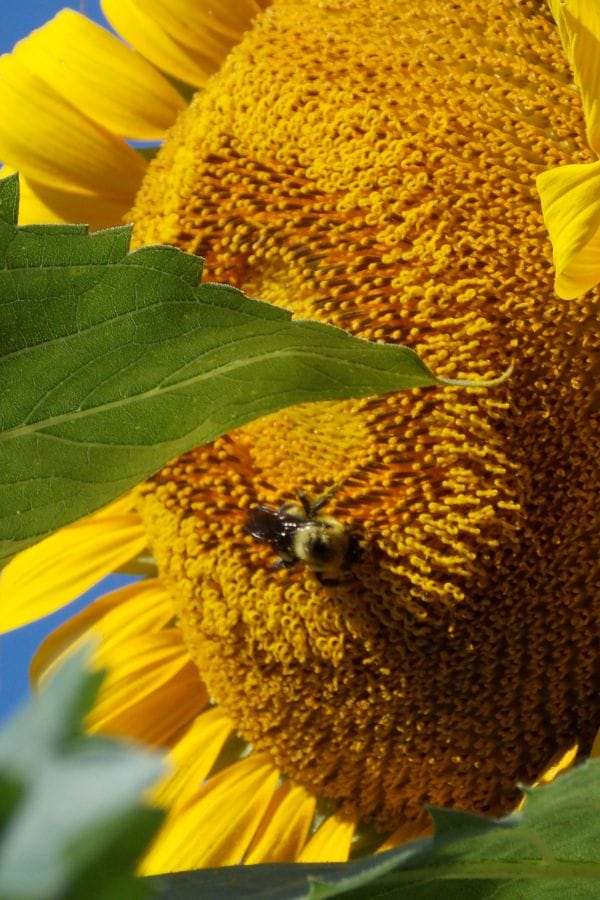 a bumble bee pollinating a sunflower in the garden