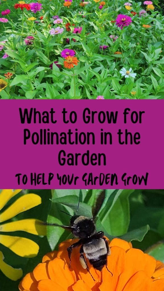 what to grow for pollination in the garden to help your garden grow