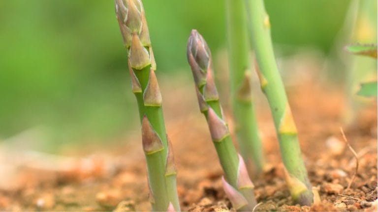 asparagus growing out of the ground