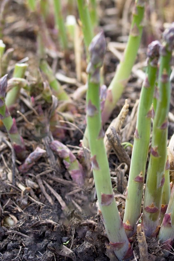 asparagus plants ready to harvest