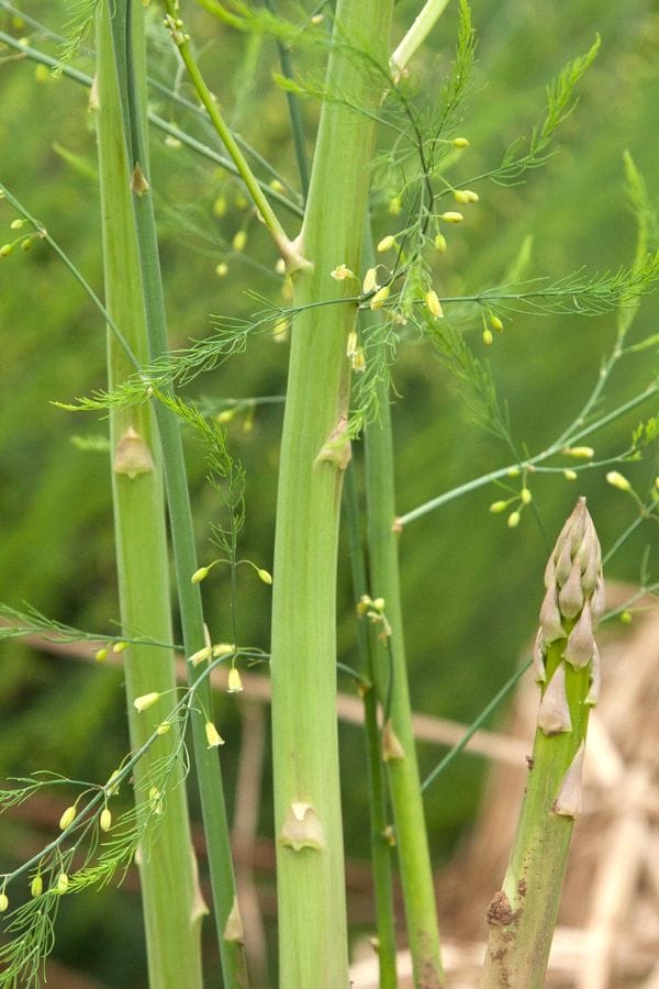 asparagus plants up close that have ferned out