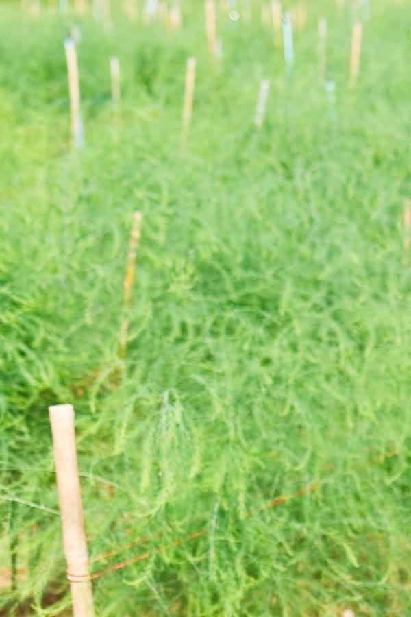 asparagus frawns growing in the garden
