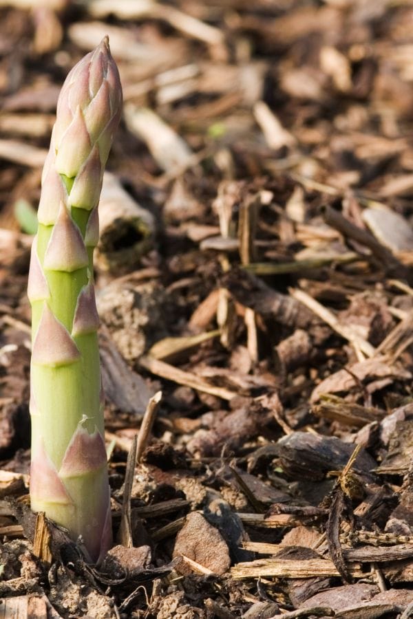 a mulched asparagus bed in the winter
