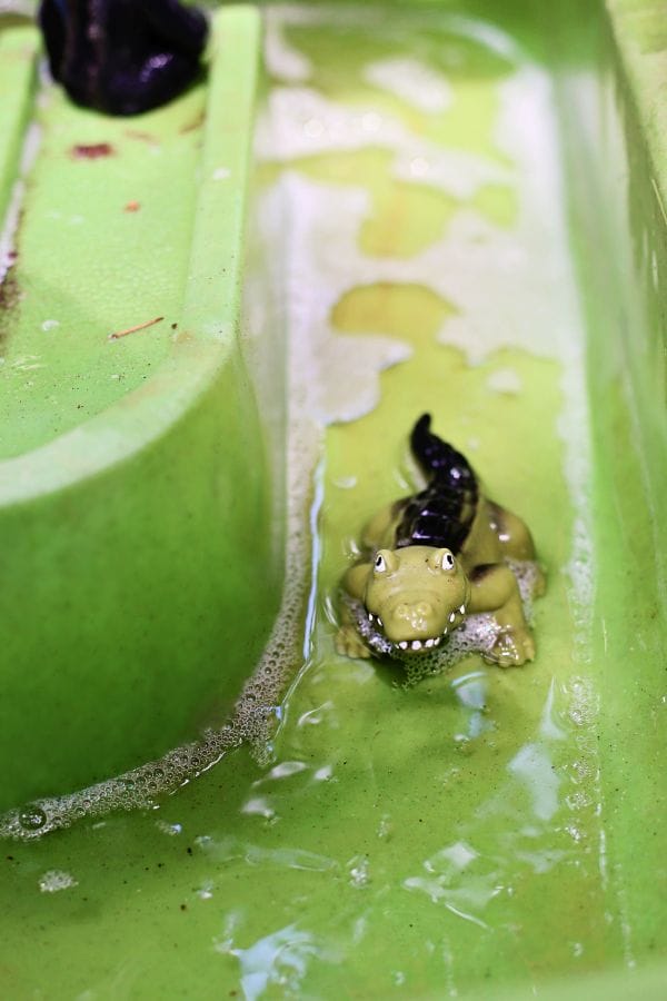 A toy crocodile emerges from the shallow green water in a plastic container, mimicking a zookeeper's animal care activity.
