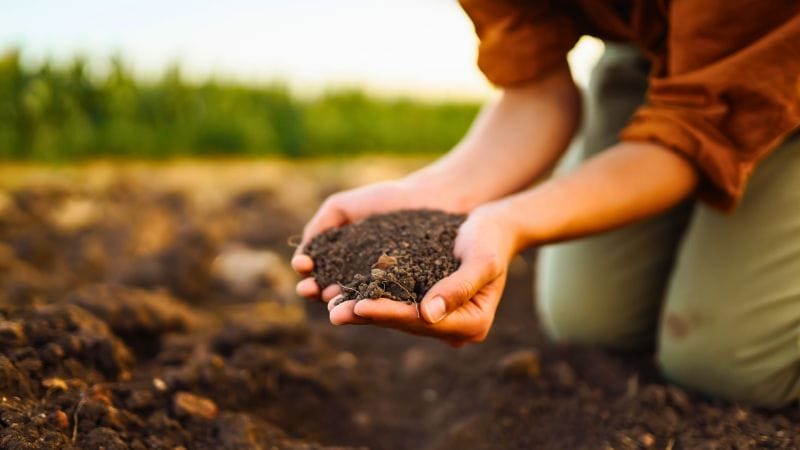 A person in a brown shirt and green pants holds a handful of soil, with lush fields stretching beyond, suggesting the nurturing of fresh soil. The image beautifully captures a deep connection to nature and agriculture.