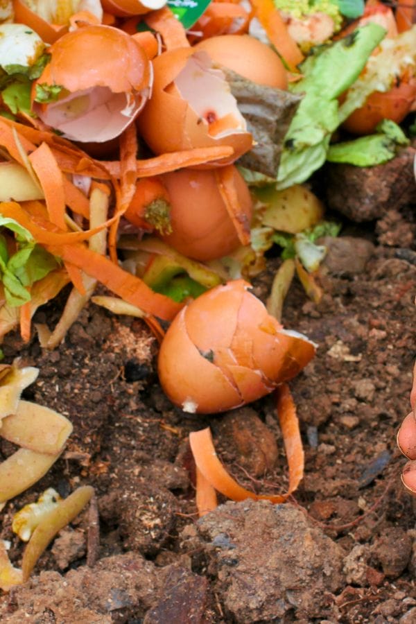 A compost pile featuring broken eggshells, vegetable peels, and the remains rests on dark soil.