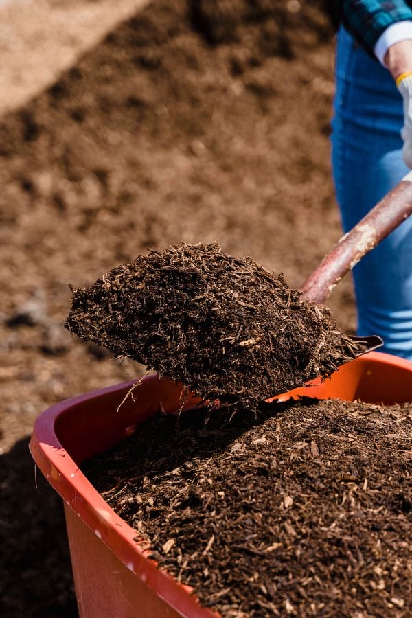 A person uses a shovel to scoop dark soil or mulch into a red container, preparing the perfect bed for planting fresh. The background is filled with more soil or mulch, while the person dons jeans and a plaid shirt, embodying rustic charm.