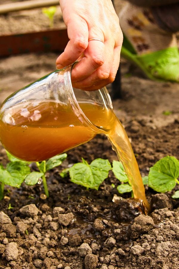 A hand is pouring a jug of brown liquid manure tea onto small green plants growing in dark soil, nurturing them. The scene suggests gardening or plant care.