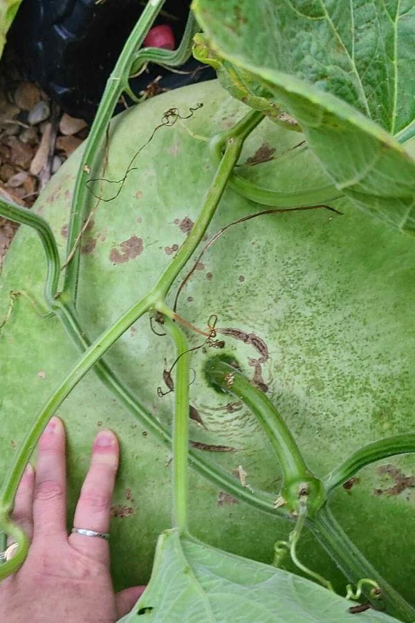 Close-up of a large green pumpkin with a person's hand for scale, resembling the perfect canvas for nature's own drum. The pumpkin is surrounded by lush vines and leaves, inspiring creative thoughts on how to make drums from natural elements.