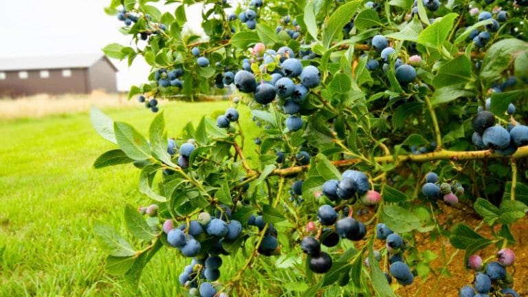Close-up of a blueberry bush with ripening berries in a green field, where a rustic barn stands in the background,