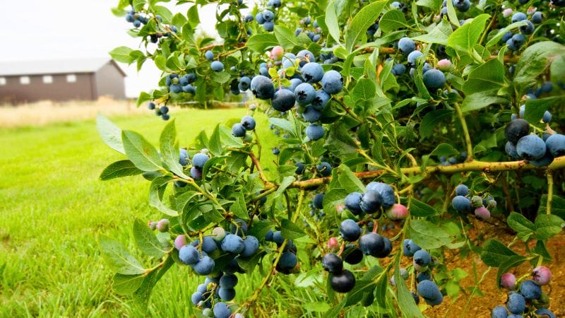 Close-up of a blueberry bush with ripening berries in a green field, where a rustic barn stands in the background,