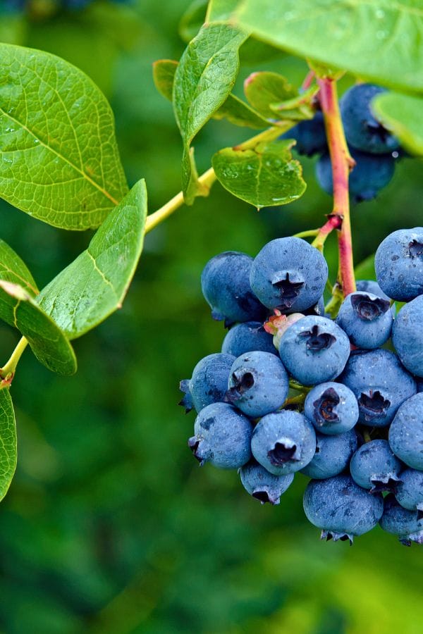 A cluster of ripe blueberries with green leaves forms a natural masterpiece, as vibrant