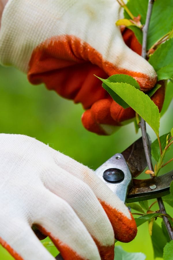Hands wearing gloves using pruning shears to trim a leafy branch