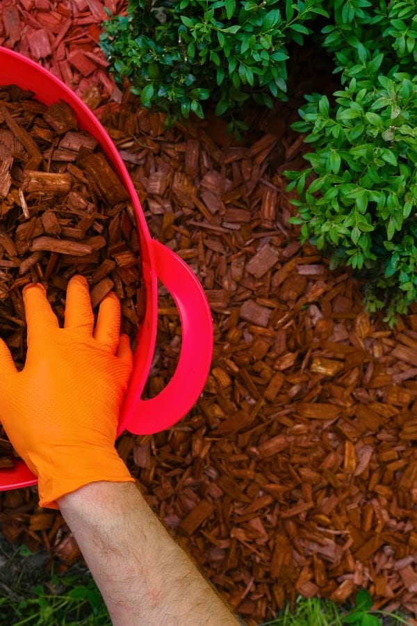 A person wearing an orange glove spreads brown wood chips onto a garden bed, nestled amidst green plants, creating an organized space