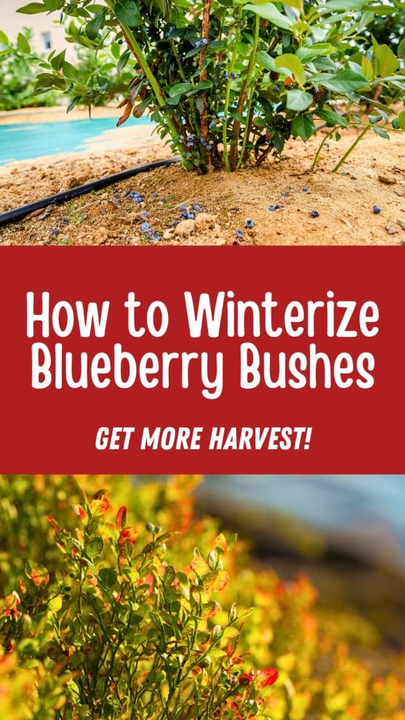 Image of a blueberry bush with the text: "How to Winterize Blueberry Bushes for a