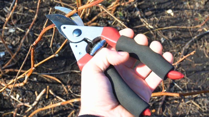 A person holding red and black pruning shears, cutting thin, dry branches with the precision one might use. The background is slightly blurred, showing more branches and garden soil.
