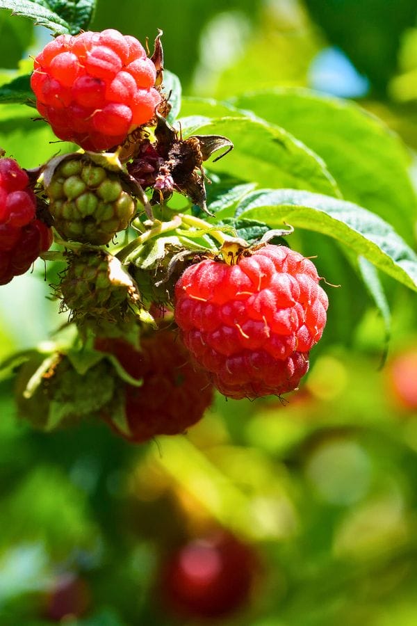 Close-up of ripe red raspberries hanging on a vine with green leaves in the background, reminiscent of the vibrant colors Sunlight highlights the luscious texture of the fruit, creating a feast for the eyes.