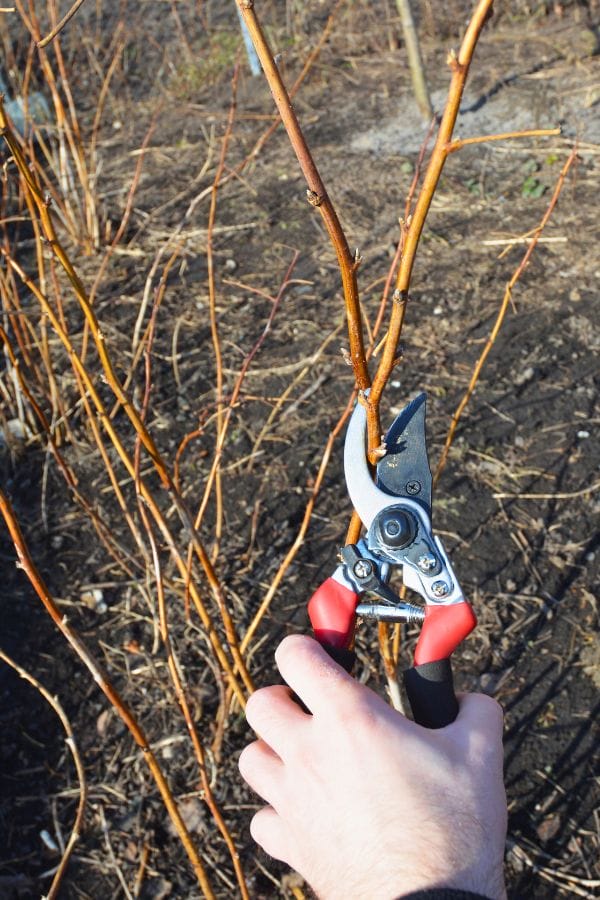 A person is using red and black pruning shears to trim a thin, leafless branch in the garden. The ground is covered with brown soil, and other similar branches are visible in the background.