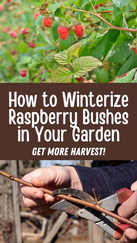Top image of ripe red raspberries on the bush. Middle text reads, "How to Winterize Raspberry Bushes in Your Garden." Bottom image shows hands using pruning shears to trim a raspberry branch. Text below: "Get More Harvest!